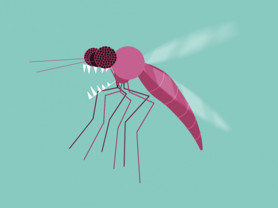 The Secret Life of Midges