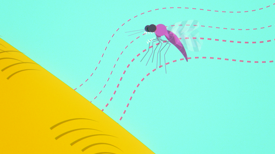 The Secret Life of Midges