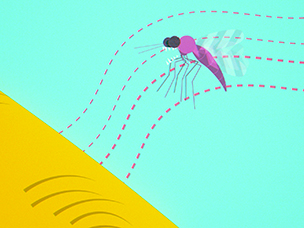 The Secret Life of Midges